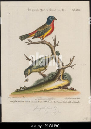 . Passerina ciris . Entre 1700 et 1880 217 Passerina ciris - 1700-1880 - Imprimer - Zoologica 2e moitié - Collections spéciales de l'Université d'Amsterdam - UBA01 IZ16000249 Banque D'Images