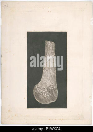 (Os.) (3110847662). Banque D'Images