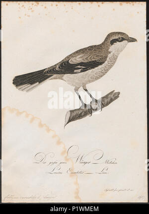 63 Collyrio excubitor - 1800-1812 - Imprimer - Zoologica 2e moitié - Collections spéciales de l'Université d'Amsterdam - UBA01 IZ16600373 Banque D'Images