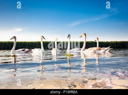 La famille de cygnes flottant sur le Danube à Novi Sad, Serbie. Banque D'Images