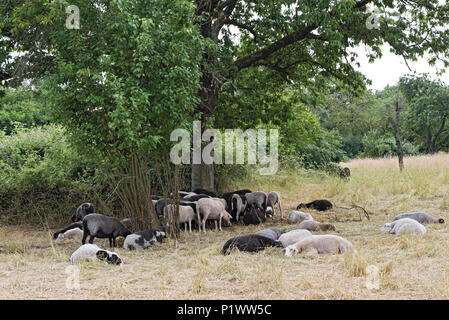 Troupeau de moutons dans la réserve naturelle de dunes Schwanheimer à Frankfurt am Main, Hesse, Allemagne Banque D'Images