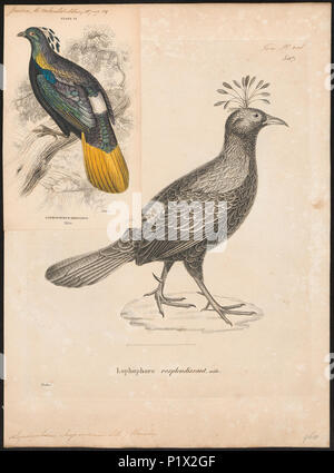 178 Lophophorus impeyanus - 1700-1880 - Imprimer - Zoologica 2e moitié - Collections spéciales de l'Université d'Amsterdam - UBA01 IZ16900227 Banque D'Images