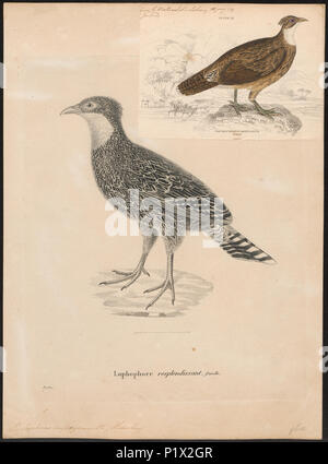 178 - Lophophorus impeyanus - Imprimer - Zoologica 2e moitié - Collections spéciales de l'Université d'Amsterdam - UBA01 IZ16900231 Banque D'Images