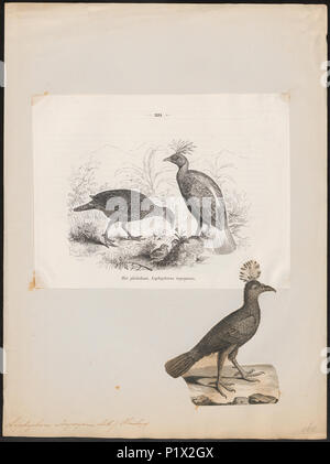 178 Lophophorus impeyanus - 1700-1880 - Imprimer - Zoologica 2e moitié - Collections spéciales de l'Université d'Amsterdam - UBA01 IZ16900235 Banque D'Images