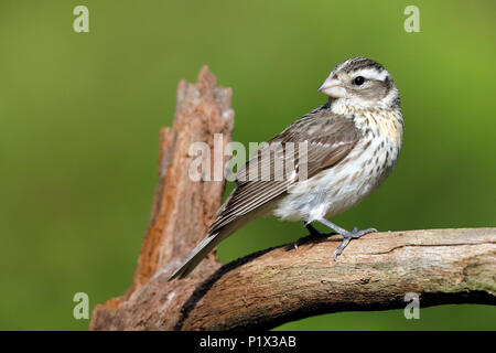 Femme Cardinal à poitrine rose (Pheucticus ludovicianus) perché sur une branche d'arbre mort- Grand Bend, Ontario, Canada Banque D'Images