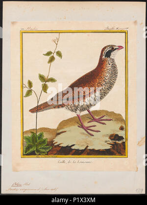 . Ortix virginianus . Entre 1700 et 1880 213 Ortix virginianus - 1700-1880 - Imprimer - Zoologica 2e moitié - Collections spéciales de l'Université d'Amsterdam - UBA01 IZ17100217 Banque D'Images