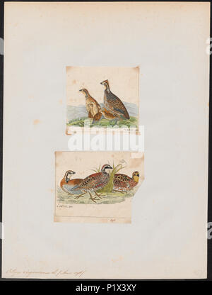 213 Ortix virginianus - 1700-1880 - Imprimer - Zoologica 2e moitié - Collections spéciales de l'Université d'Amsterdam - UBA01 IZ17100221 Banque D'Images