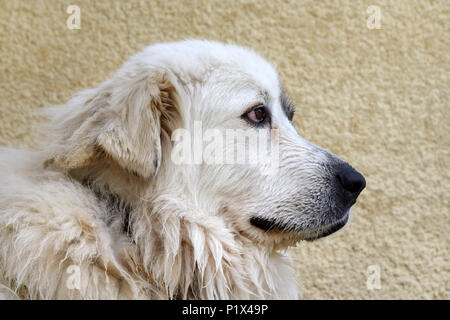 Portrait d'un chien de Montagne des Pyrénées ou de berger aka Grand Pyrénées, Patou ot Pastou utilisé comme gardien de bétail chien ou chien Banque D'Images