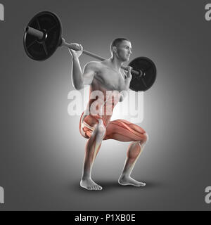 3D render of a figure masculine dans un squat barbell soulignant les muscles utilisés Banque D'Images