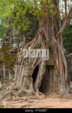 Arbre tropical sur Ta Som temple à Angkor complexe dans Siem Reap, Cambodge Banque D'Images