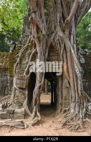 Arbre tropical sur Ta Som temple à Angkor complexe dans Siem Reap, Cambodge Banque D'Images