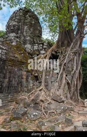 Arbre tropical sur Ta Som temple à Angkor complexe dans Siem Reap, Cambodge Banque D'Images