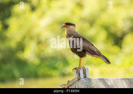 Région du Pantanal brésilien. Caracara huppé mâle perché sur une clôture en bois. Banque D'Images