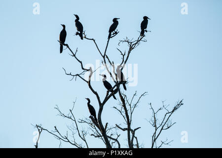 Région du Pantanal brésilien. Neotropic Cormorant se profilant dans un arbre. Banque D'Images
