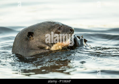 Région du Pantanal brésilien. La loutre géante de manger un poisson. Banque D'Images