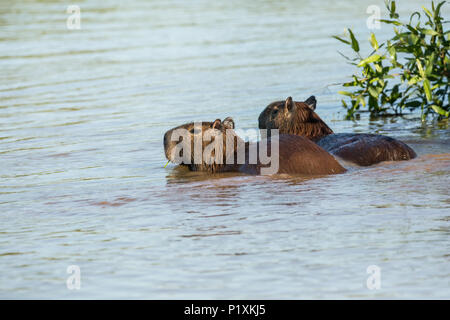 Région du Pantanal, Mato Grosso, Brésil, Amérique du Sud. Deux capybaras nager dans la rivière Cuiaba. Banque D'Images