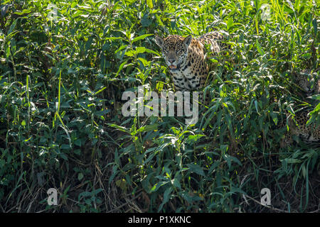 Région du Pantanal, Mato Grosso, Brésil, Amérique du Sud. Jaguar femelle le long d'une berge, sur le point d'aller vers le bas pour une baignade, avec ses deux petits dans l'ombre. Banque D'Images