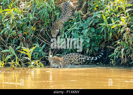 Région du Pantanal, Mato Grosso, Brésil, Amérique du Sud. Jaguar femelle nageant dans l'Onca, rejoint par l'un de ses jeunes qui veut obtenir une boisson. Banque D'Images