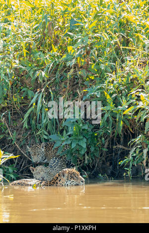 Région du Pantanal, Mato Grosso, Brésil, Amérique du Sud. Jaguar femelle nageant dans l'Onca, rejoint par l'un de ses jeunes qui veut obtenir une boisson. Banque D'Images