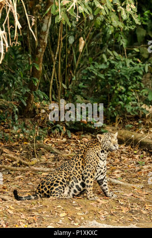 Région du Pantanal, Mato Grosso, Brésil, Amérique du Sud. Jaguar se reposant sur la rive la mi-journée. Banque D'Images