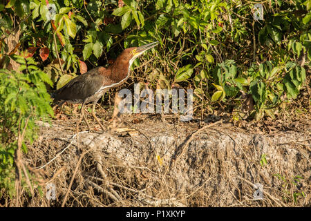 Région du Pantanal, Mato Grosso, Brésil, Amérique du Sud. Gène Fasciated Tiger Heron prépare à décoller Banque D'Images