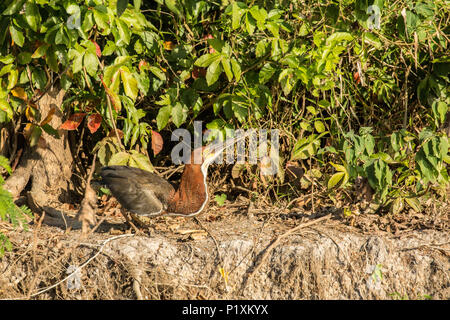 Région du Pantanal, Mato Grosso, Brésil, Amérique du Sud. Gène Fasciated Tiger Heron prépare à décoller Banque D'Images