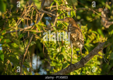 Région du Pantanal, Mato Grosso, Brésil, Amérique du Sud. Gène Fasciated Tiger Heron perché dans un arbre Banque D'Images