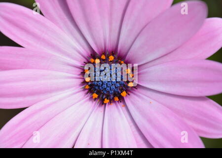 Osteosperumum rose violet fleur, daisy africains Banque D'Images