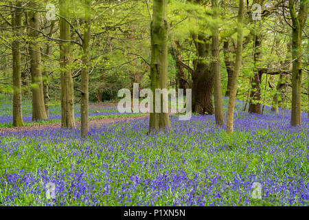 Chemin sinueux et beau tapis bleu coloré de fleurs jacinthes sous les arbres au printemps - Middleton Woods, Ilkley, West Yorkshire, Angleterre, Royaume-Uni. Banque D'Images