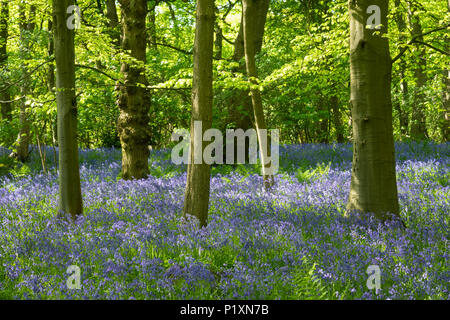 Créer de belles jacinthes fleurs bleu coloré tapis sous les arbres au soleil au printemps - Middleton Woods, Ilkley, West Yorkshire, Angleterre, Royaume-Uni. Banque D'Images