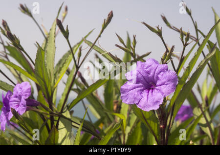 Des fleurs au printemps turc Banque D'Images