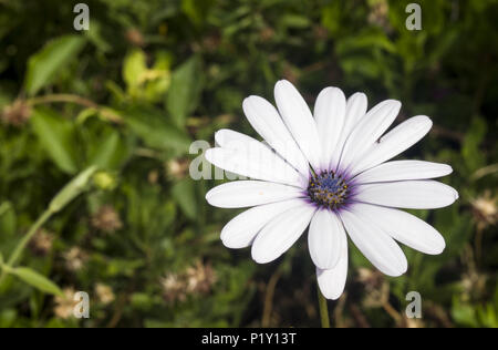 Des fleurs au printemps turc Banque D'Images