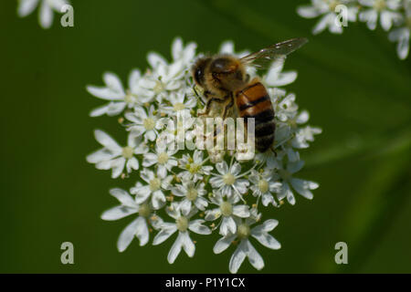 L'alimentation de l'abeille sur une fleur de la berce commune derrière et au-dessus Banque D'Images
