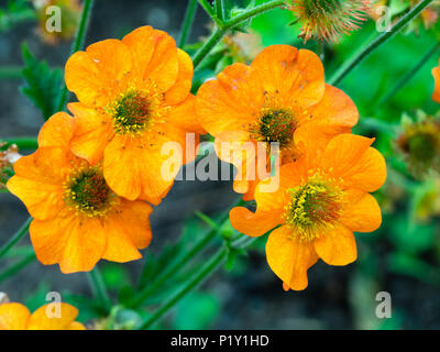 Fleurs d'orange de la plante herbacée vivace, benoîte Geum 'totalement Tangerine' Banque D'Images