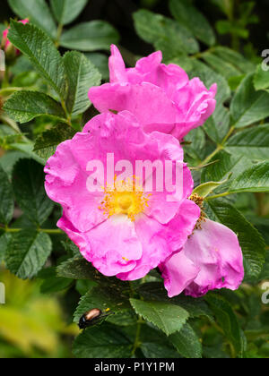 Fleurs rose fortes et résistantes de l'arbuste à feuilles caduques rose, Rosa rugosa Banque D'Images