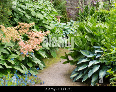 Une végétation luxuriante plantation de Rodgersia pinnata, Veratrum album var. flavum,Hoste 'June' et Kirengeshoma palmata 'forme' Coréen edge a Chemin de jardin Banque D'Images