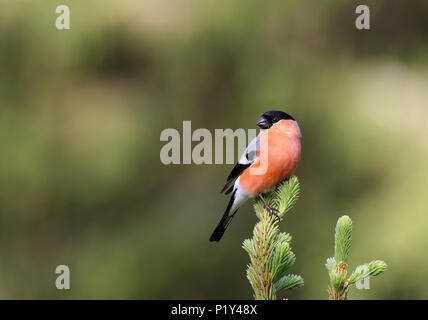 Bullfinch, Pyrrhula pyrrhula, mâle sur le dessus de l'épinette, fond propre Banque D'Images