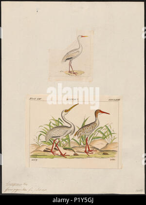 142 Grus leucogeranus - 1700-1880 - Imprimer - Zoologica 2e moitié - Collections spéciales de l'Université d'Amsterdam - UBA01 IZ17300109 Banque D'Images