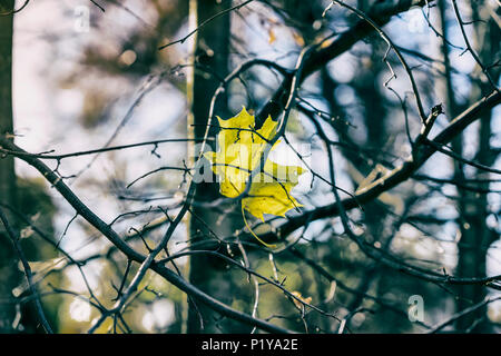 Feuille d'érable à l'automne dernier sur les branches d'un arbre vide contre un ciel bleu froid. Saisons, concept de l'humeur nostalgique Banque D'Images