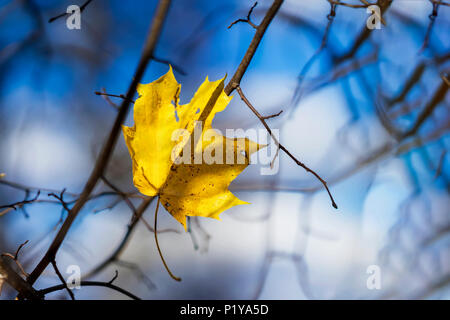 Feuille d'érable à l'automne dernier dans le vide des branches d'arbre sur fond de ciel bleu froid. Saisons, concept de l'humeur nostalgique Banque D'Images