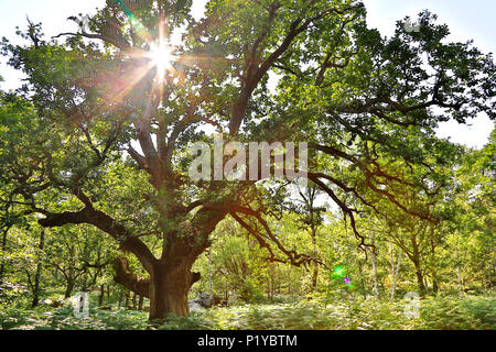 Seine et Marne. Barbizon. Fontainebleau. Gorges Franchard et Apremont. La forêt. Gros plan d'une chêne de Sully. Banque D'Images