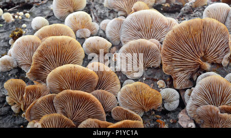 Crepidotus mollis colonie de champignons sur un arbre log Banque D'Images