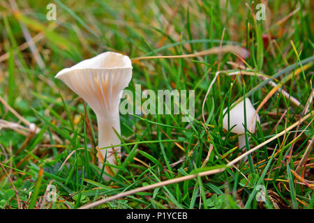 Cuphophyllus virgineus champignons, connu comme le harfang waxcap Banque D'Images