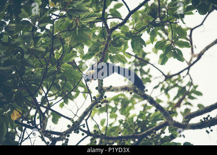 L'écureuil noir géant sur l'arbre dans Khao Yai National Par, vintage image filtre Banque D'Images