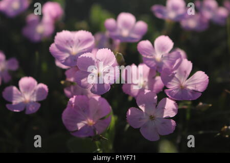 Oeillet rose sauvage Banque D'Images