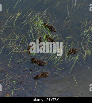 Anas platyrhynchos Canards colverts, quelques jours en quête de nourriture parmi les plus mauvaises herbes à partir d'un lit de la rivière. Banque D'Images