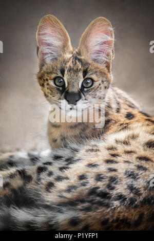 Un chaton serval en captivité au zoo en Australie du Sud. Originaire d'Afrique, servals ont été croisées avec les chats domestiques pour produire la savane Cat. Banque D'Images