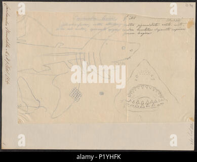 . Carcharodon carcharias syn. C. rondeletii . Entre 1700 et 1880 51 rondeletii Carcharodon - 1700-1880 - Imprimer - Zoologica 2e moitié - Collections spéciales de l'Université d'Amsterdam - UBA01 IZ14100081 Banque D'Images