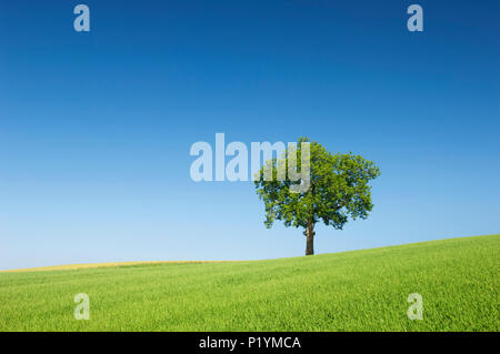 Seul arbre dans le champ vert, contre un ciel bleu clair - Écosse, Royaume-Uni. Banque D'Images