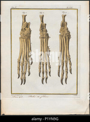 . Canis lupus familiaris - pootskelet . Entre 1700 et 1880 50 Canis lupus familiaris - pootskelet - 1700-1880 - Imprimer - Zoologica 2e moitié - Collections spéciales de l'Université d'Amsterdam - UBA01 IZ22200141 Banque D'Images